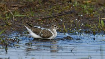 På bild är en badande fågel vid Hallandskusten. Sverige anklagas för att inte skydda den biologiska mångfalden enligt fågeldirektivet.