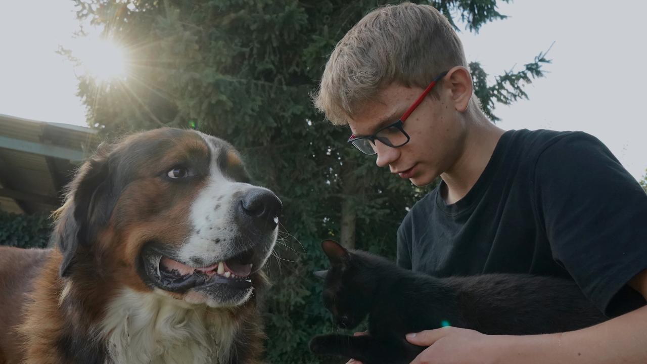 Enligt EU-kommissionen ägs över 83 miljoner katter och 72 miljoner hundar av invånarna i unionen. Arkivbild.