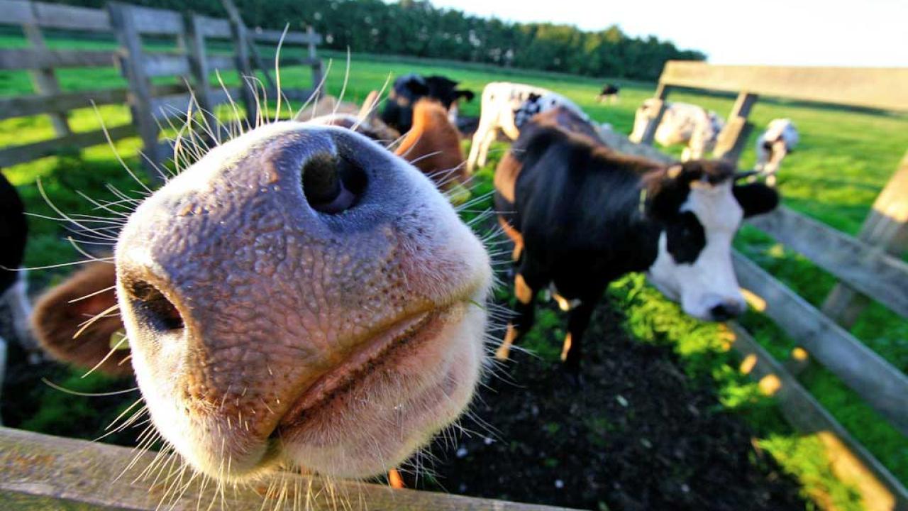 EU:s landsbygdsprogram står inför en ny verksamhetsperiod 2014 - 2020. Nu föreslås i en utredning att Sverige byter inrikting på hur stödet ska fördelas på den svenska landsbygden.