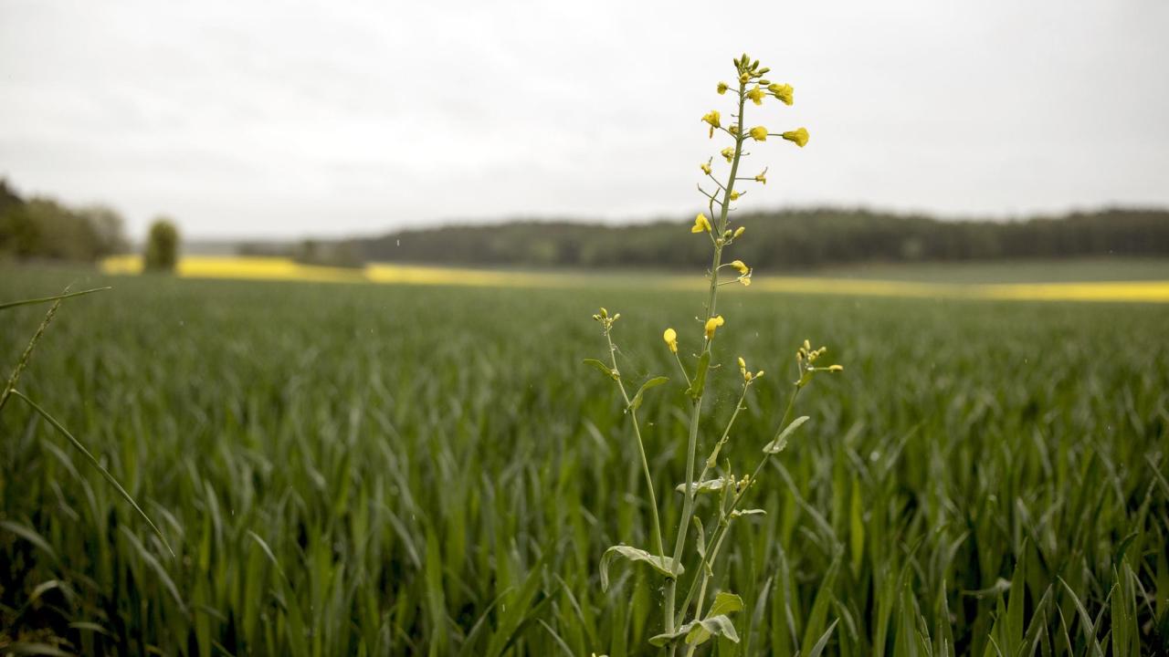 Inför samtal om nästa budget har kommissionen tagit fram scenarior där Sverige blir utan regionalstöd.  