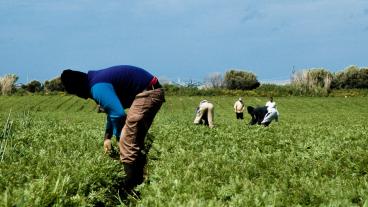 Många av tvångsarbetarna arbetar på odlingar i EU-länderna. Arkivbild.