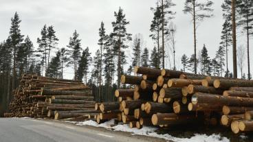 För Sverige och Finland är skogsbruk en viktig del av energi- och klimatpolitiken. Arkivbild.