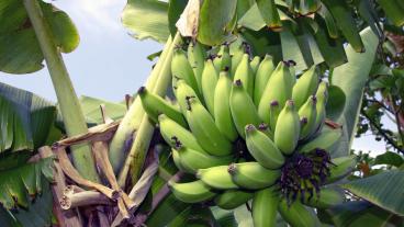 EU är världens största bananimportör och ska nu minska sina importtullar. Arkivbild.