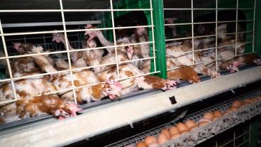 Omkring hälften av värphönsen i EU hölls i inredda burar 2019. Arkivbild.